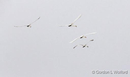 Swans In Flight_21982.jpg - Trumpeter Swan (Cygnus buccinator) photographed along the Rideau Canal Waterway at the Swale in Smiths Falls, Ontario, Canada.